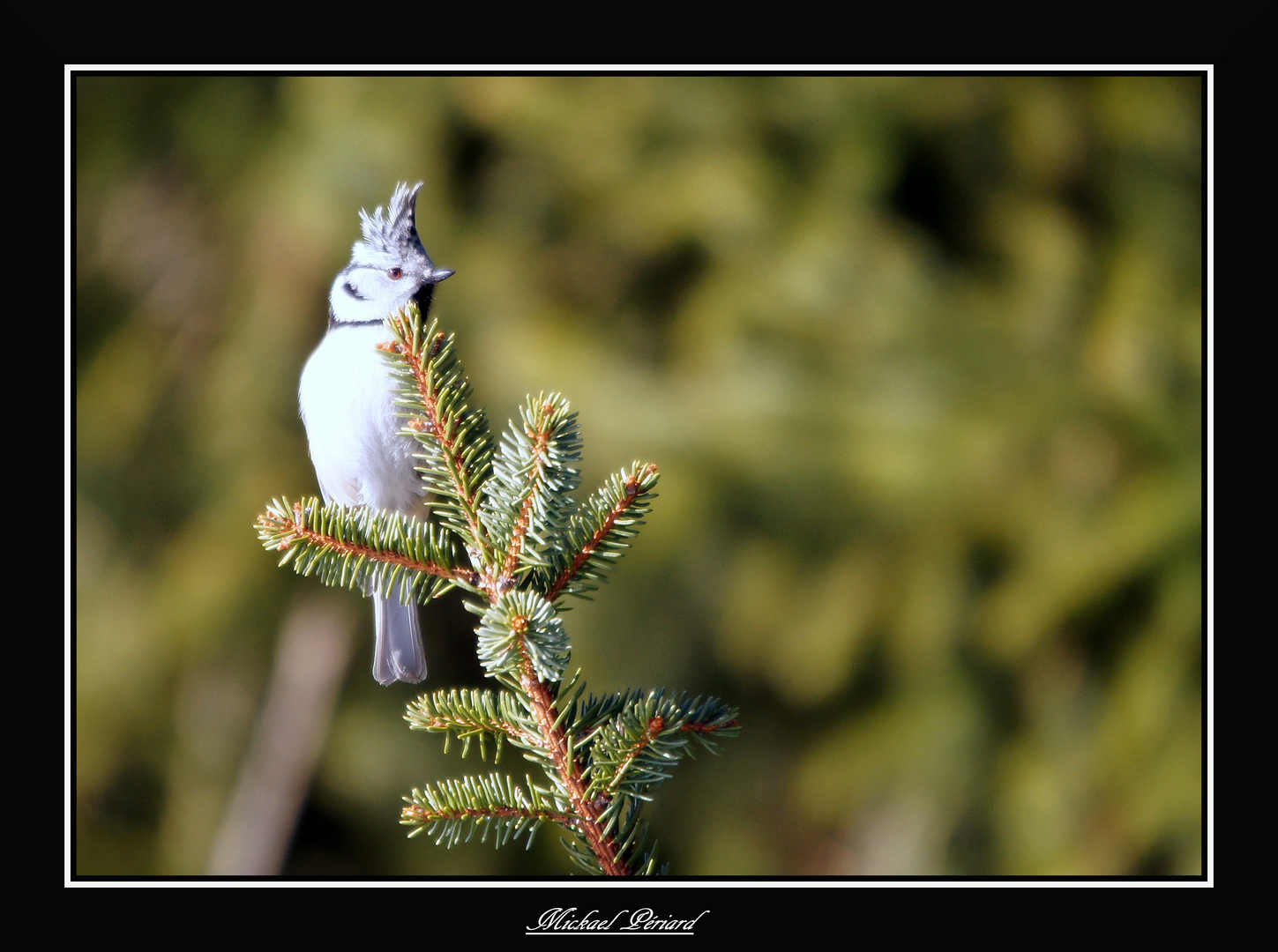 Mésange Huppée 2