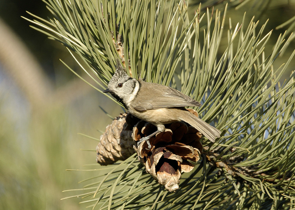 Mésange huppée