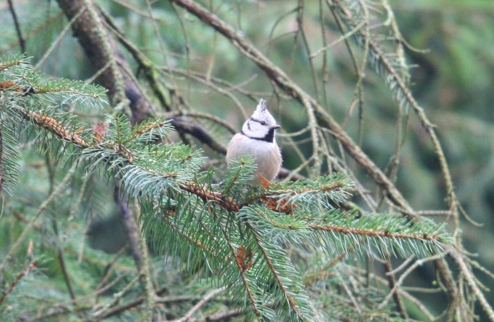 Mésange Huppée