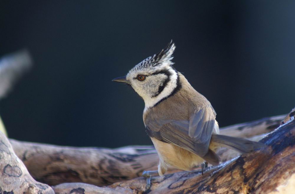 mésange huppée