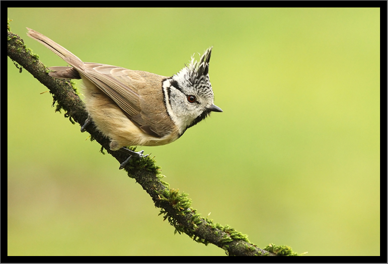 Mésange huppée