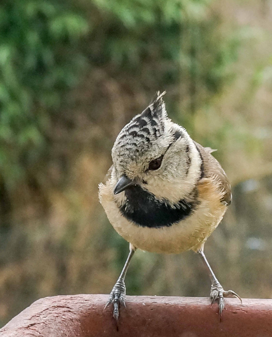 Mésange huppée