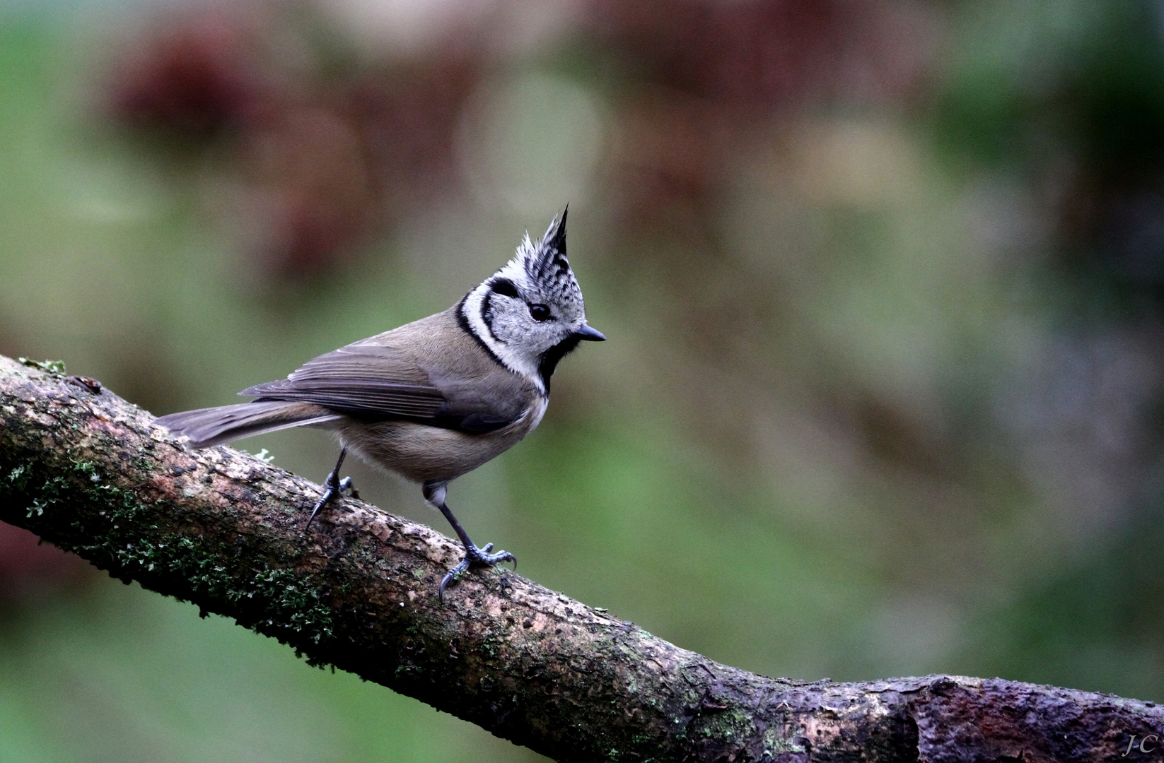 " Mésange huppée "