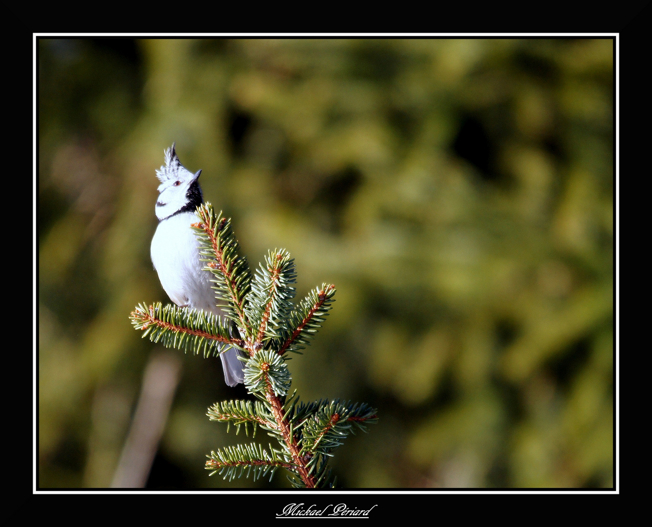 Mésange Huppée