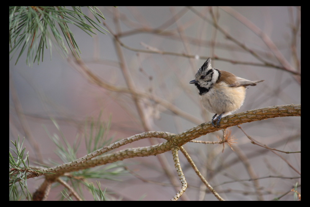 Mésange huppée