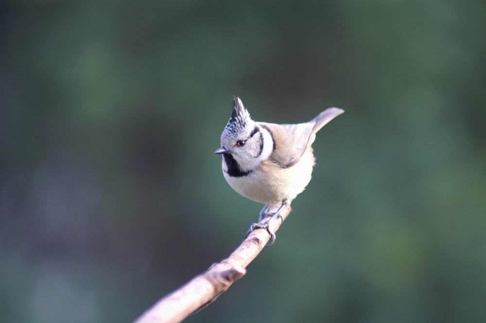 Mésange Huppée