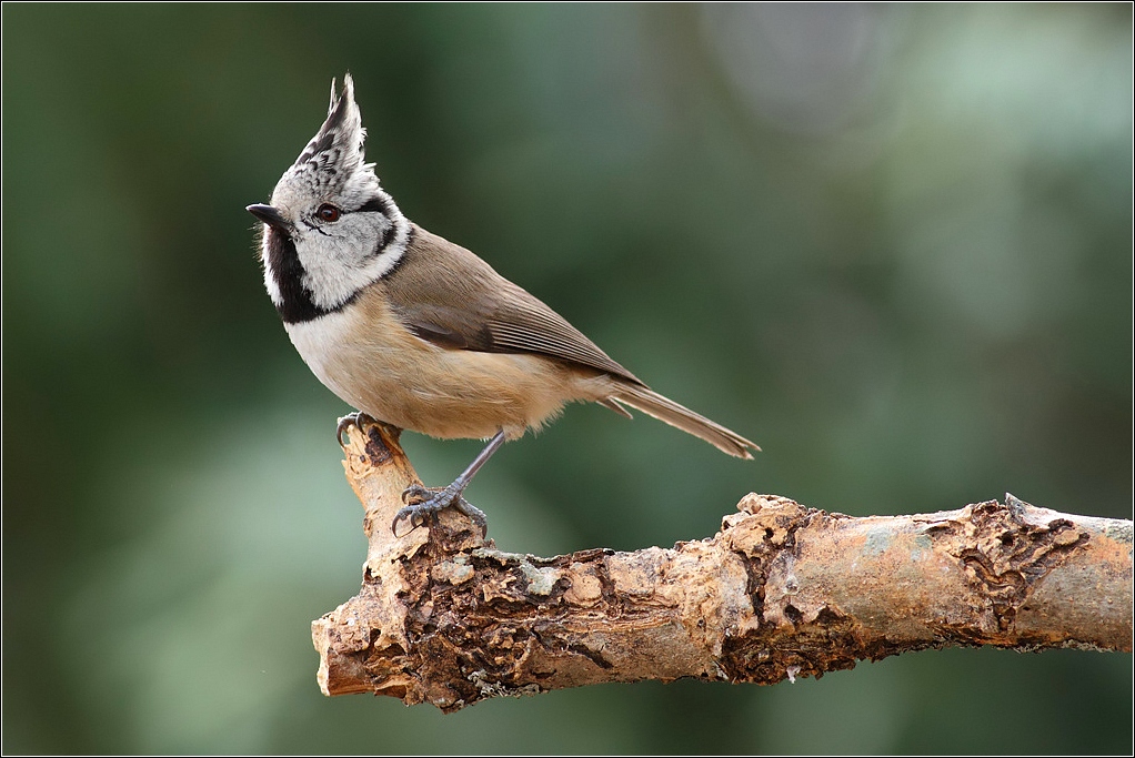 Mésange huppée