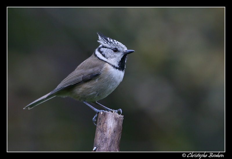 Mésange huppée