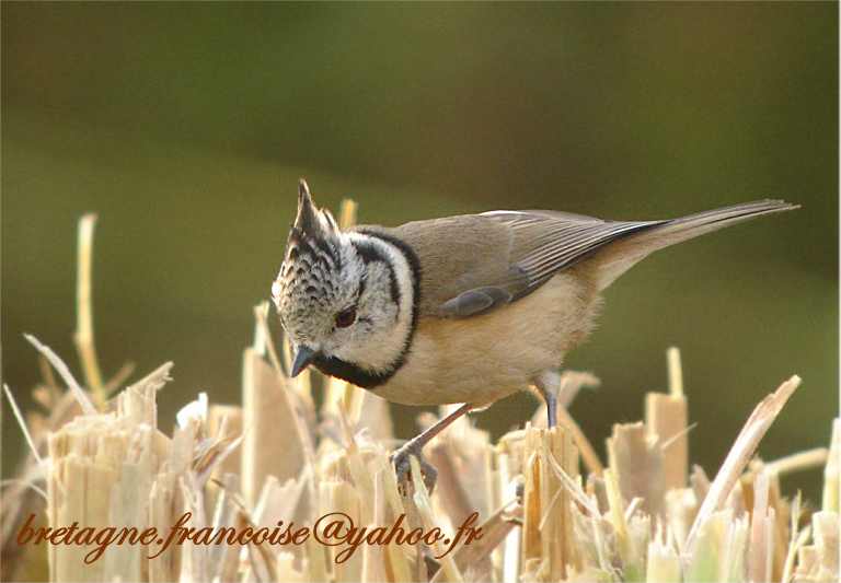 mésange huppée