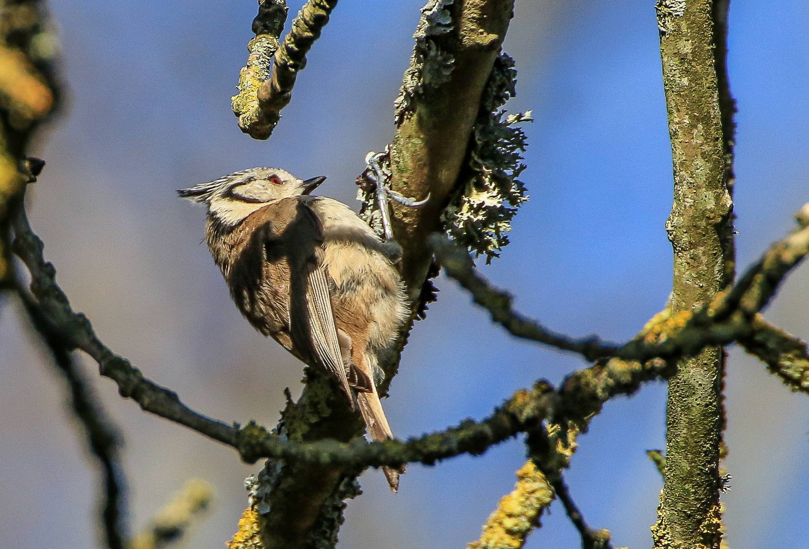 Mésange huppée