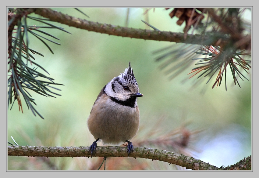 Mésange huppée