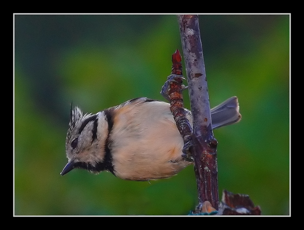 " Mésange huppée " Avec Neat Image Votre Avis SVP