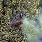 Mésange Huppée ce matin