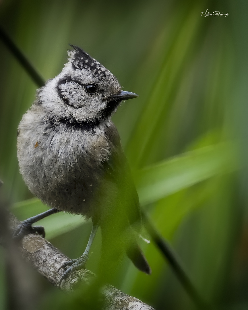 Mésange Huppée