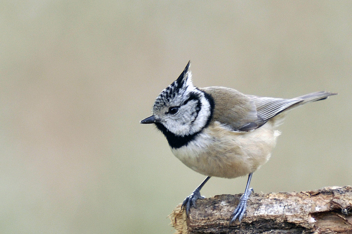 Mésange huppée.