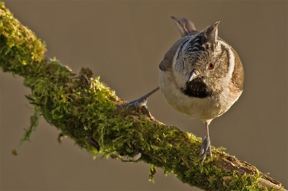 Mésange huppée