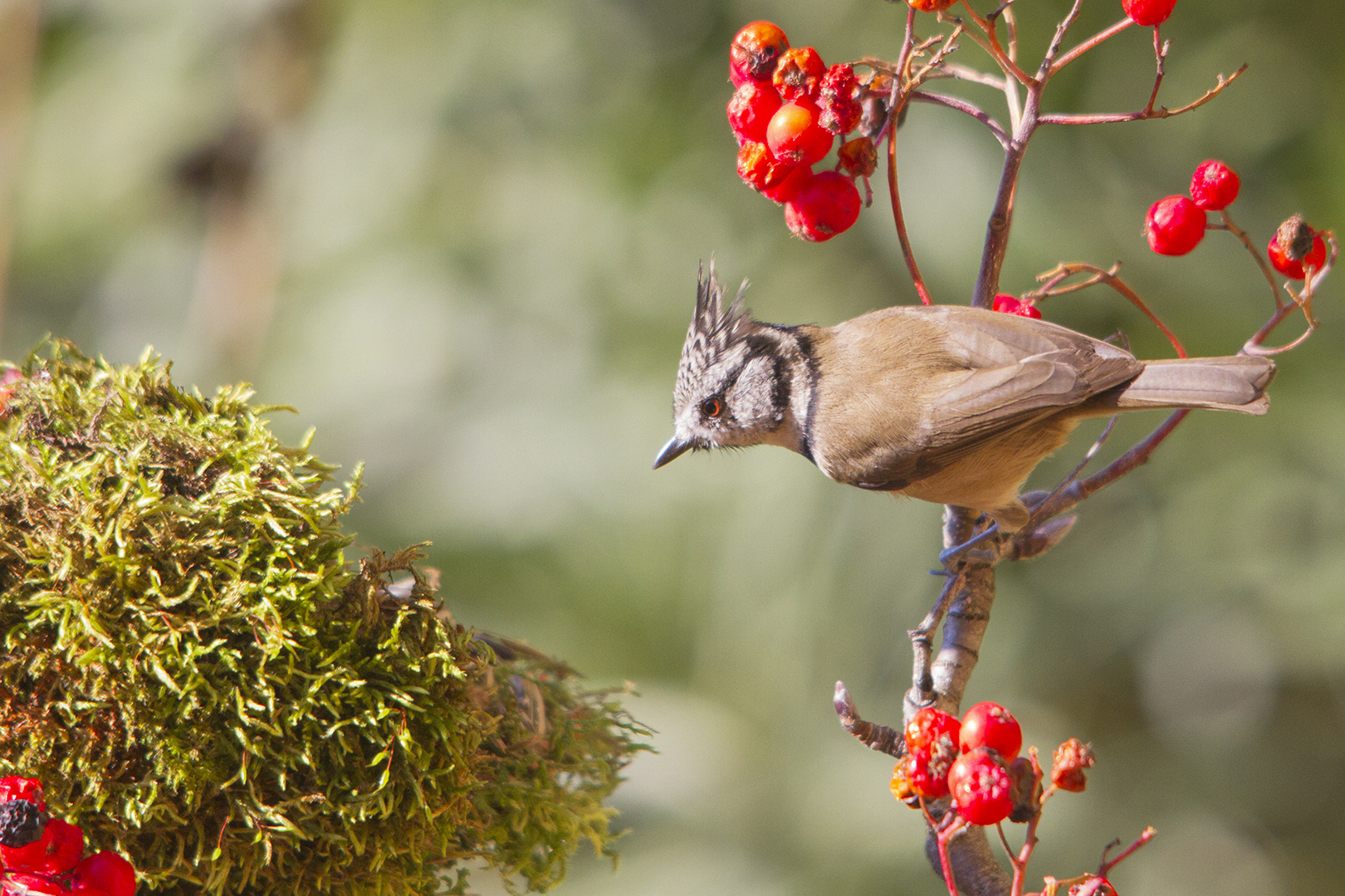 Mésange huppée et sorbier des oiseleurs