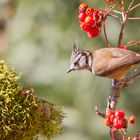 Mésange huppée et sorbier des oiseleurs