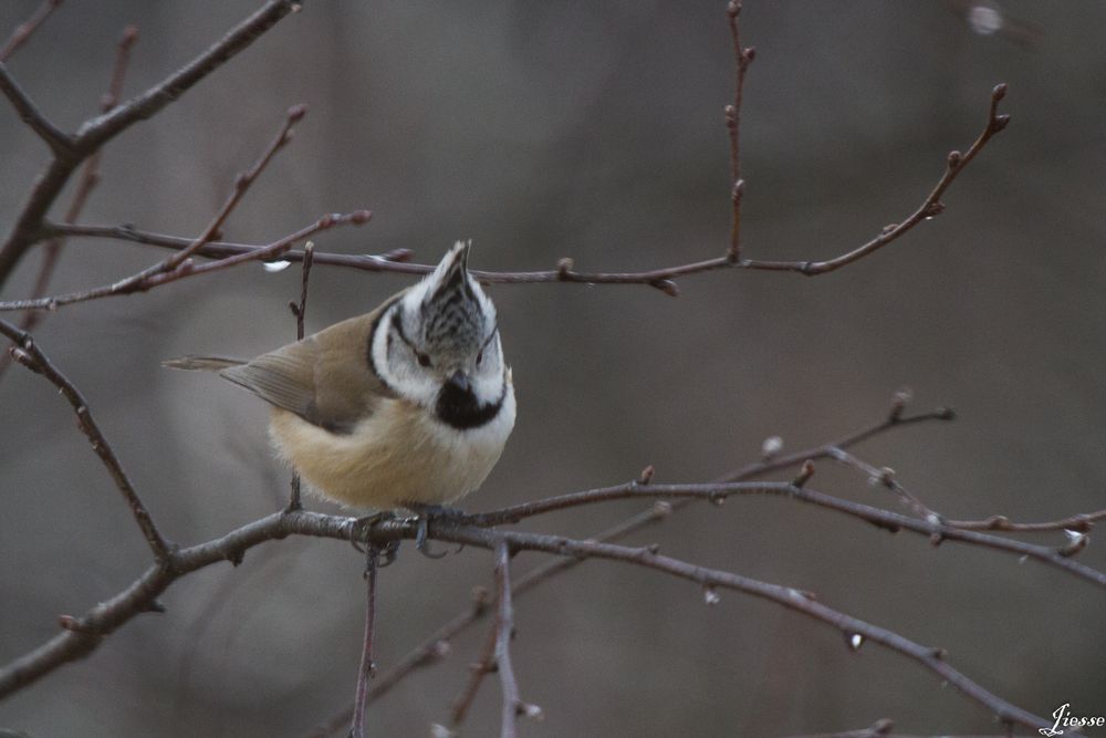 mésange huppée