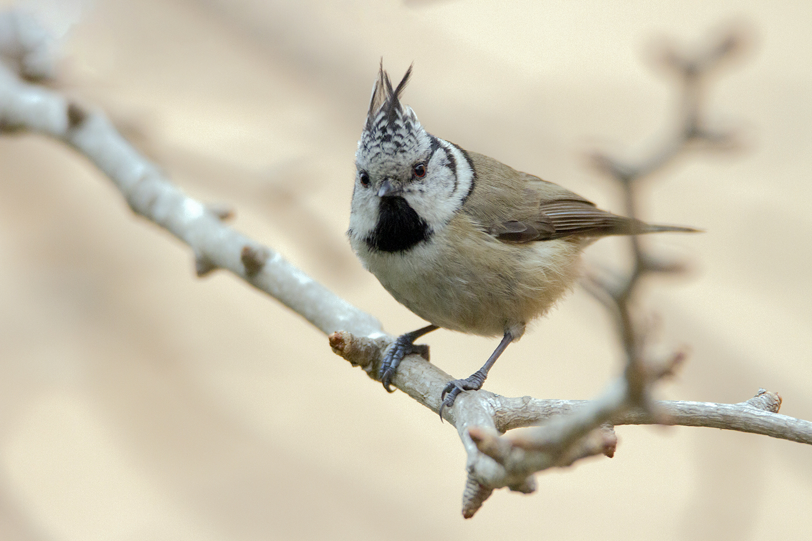 Mésange huppée