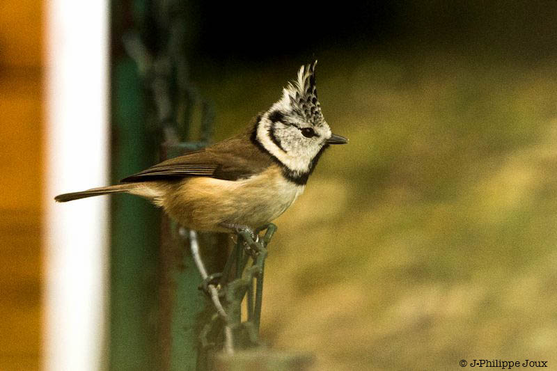 Mésange huppée