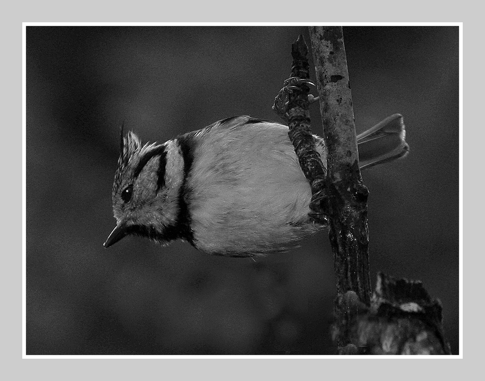 " Mésange huppée "N et B proposition de macromike ??? plus Neat Image