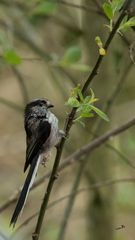 Mésange longue-queue