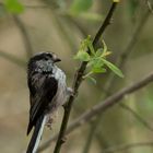 Mésange longue-queue