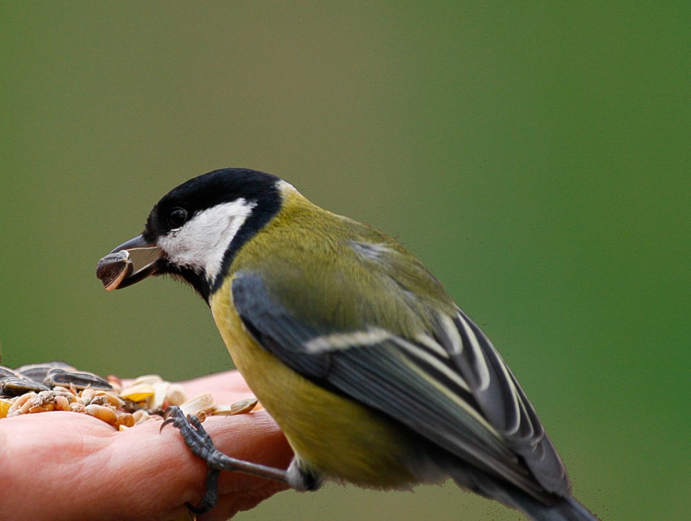 Mésange mange dans la main