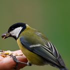 Mésange mange dans la main