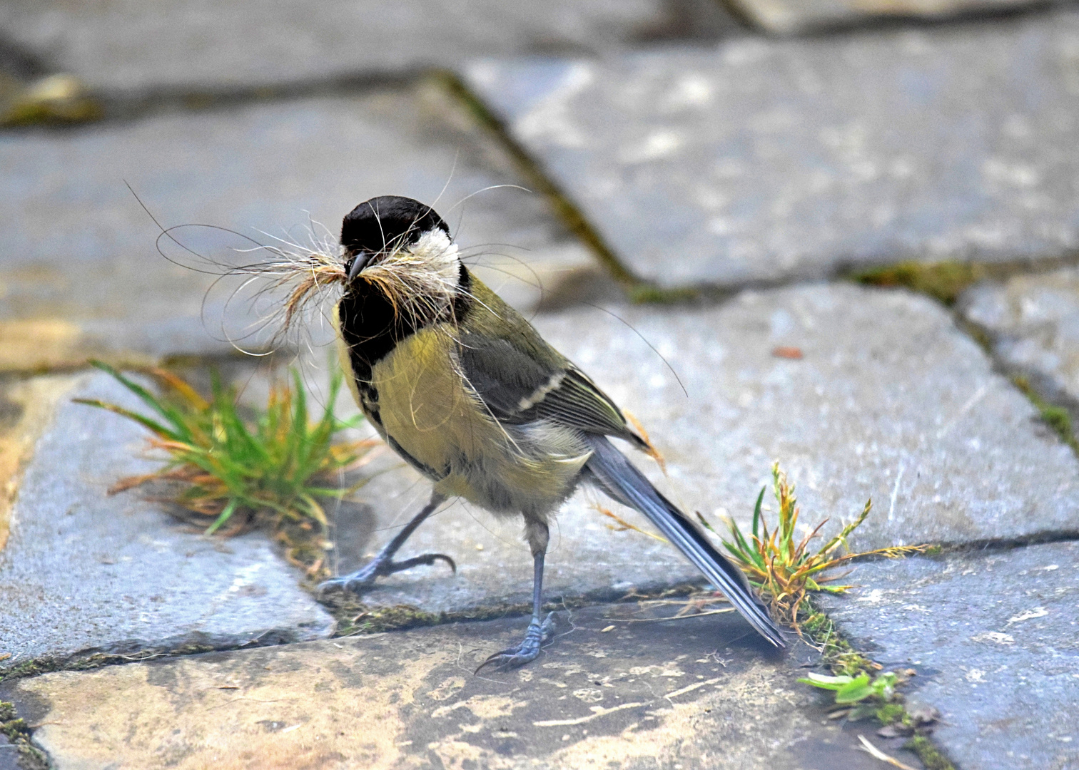 Mésange moustaches