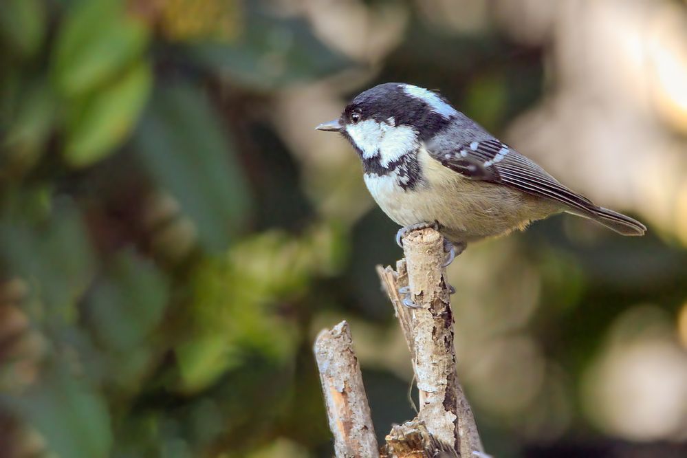 Mésange noire