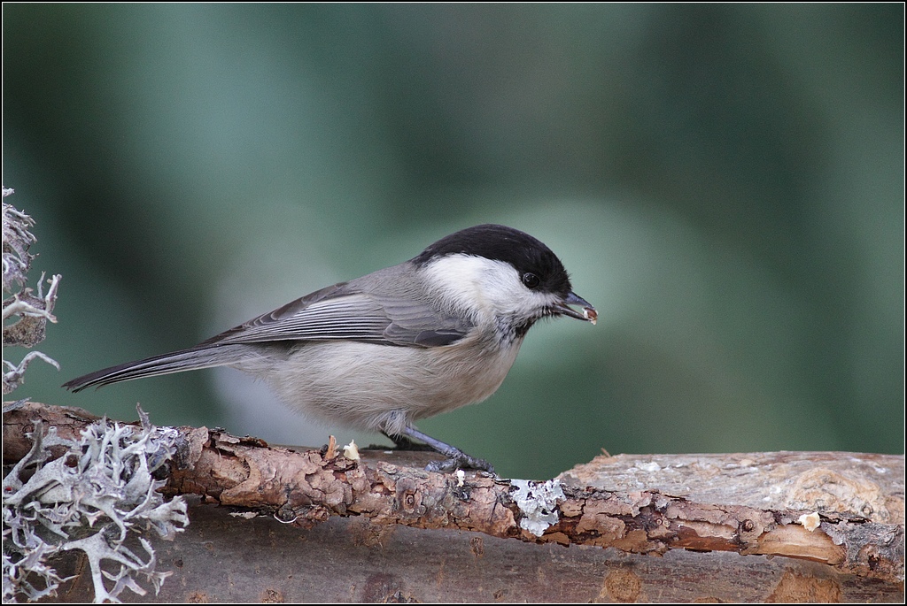 Mésange noire