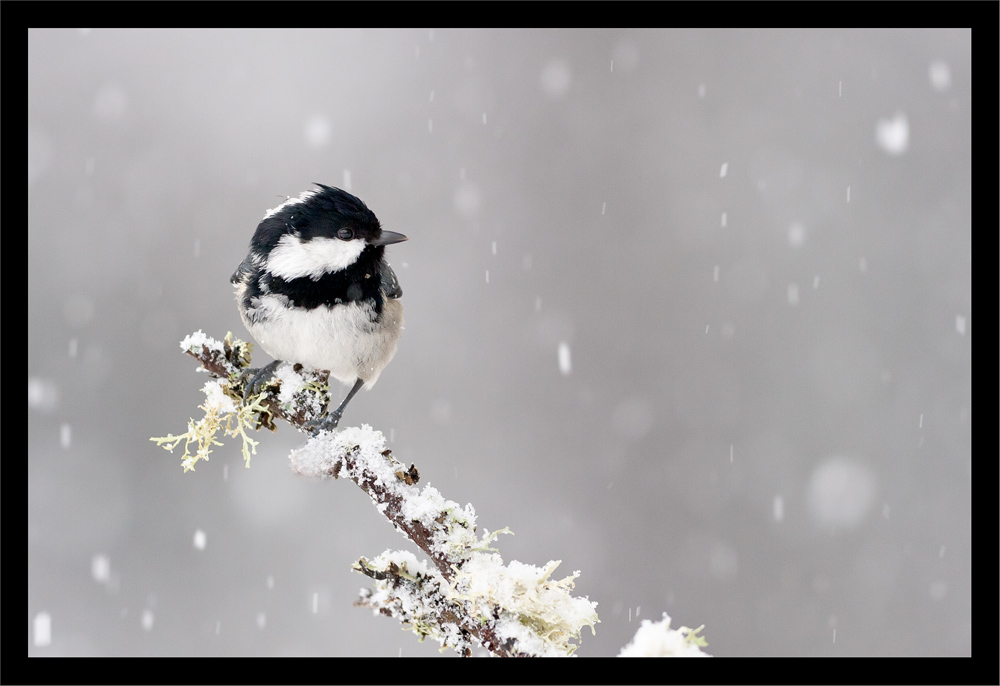 Mésange Noire en hiver...