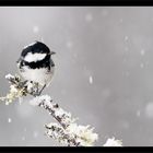 Mésange Noire en hiver...