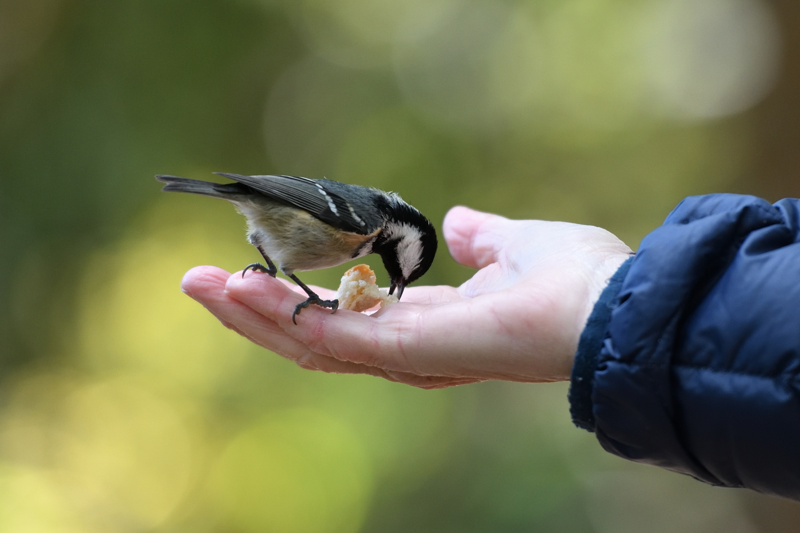 Mésange noire en quête de nourriture...