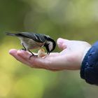 Mésange noire en quête de nourriture...