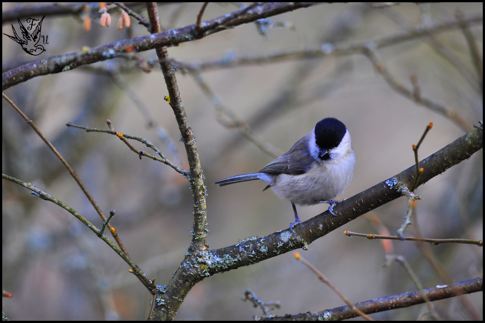 Mésange Nonette