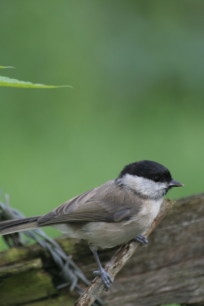 mésange nonette