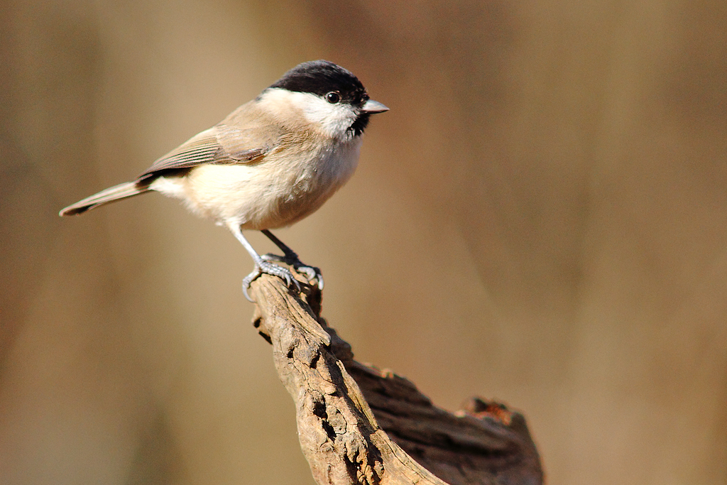 Mésange nonette perchée