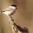 Mésange nonette perchée