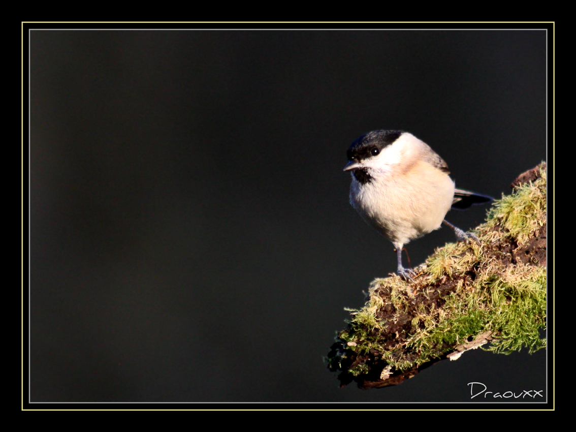 Mésange Nonnette