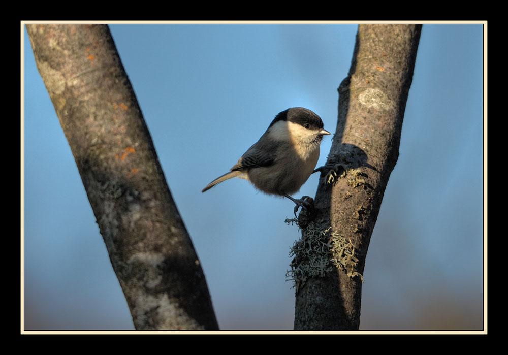 Mésange Nonnette