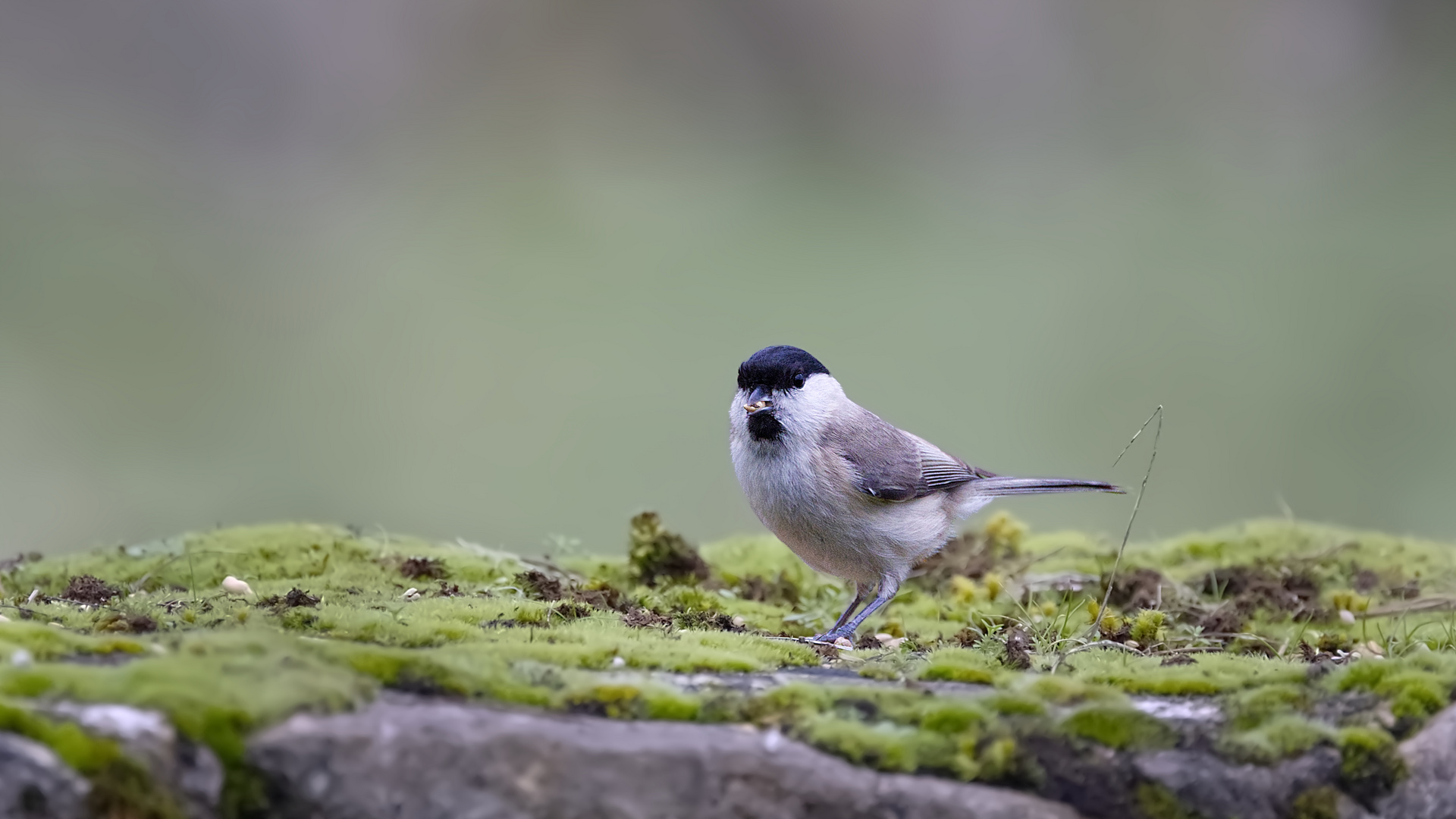 Mésange nonnette