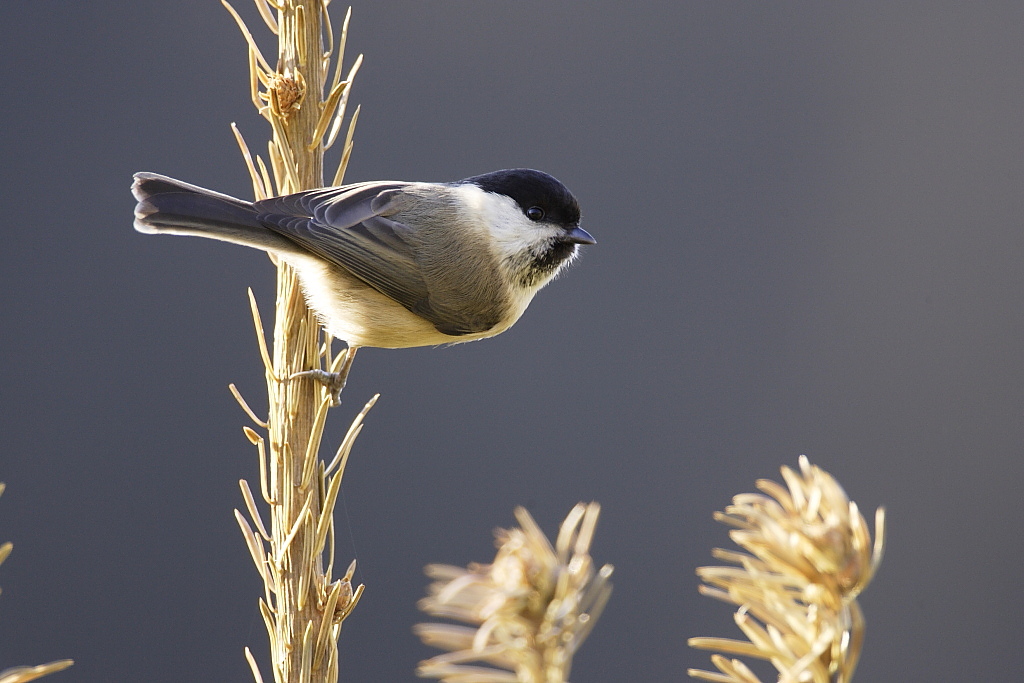 Mésange nonnette