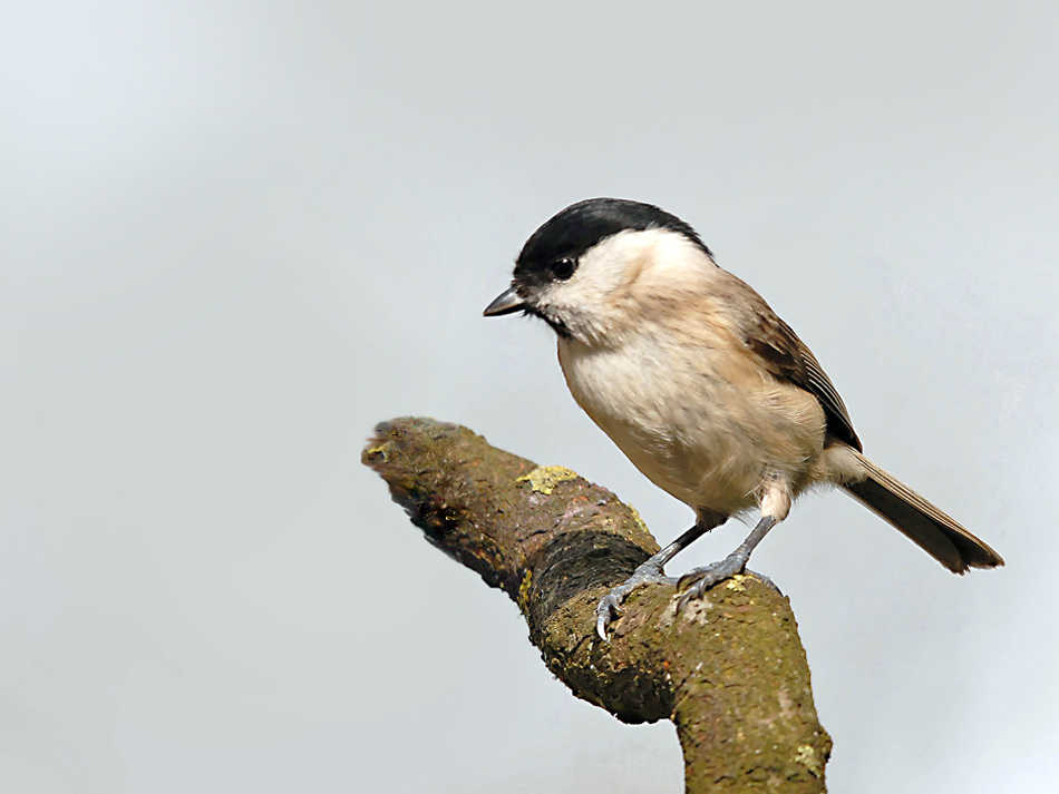 Mésange Nonnette