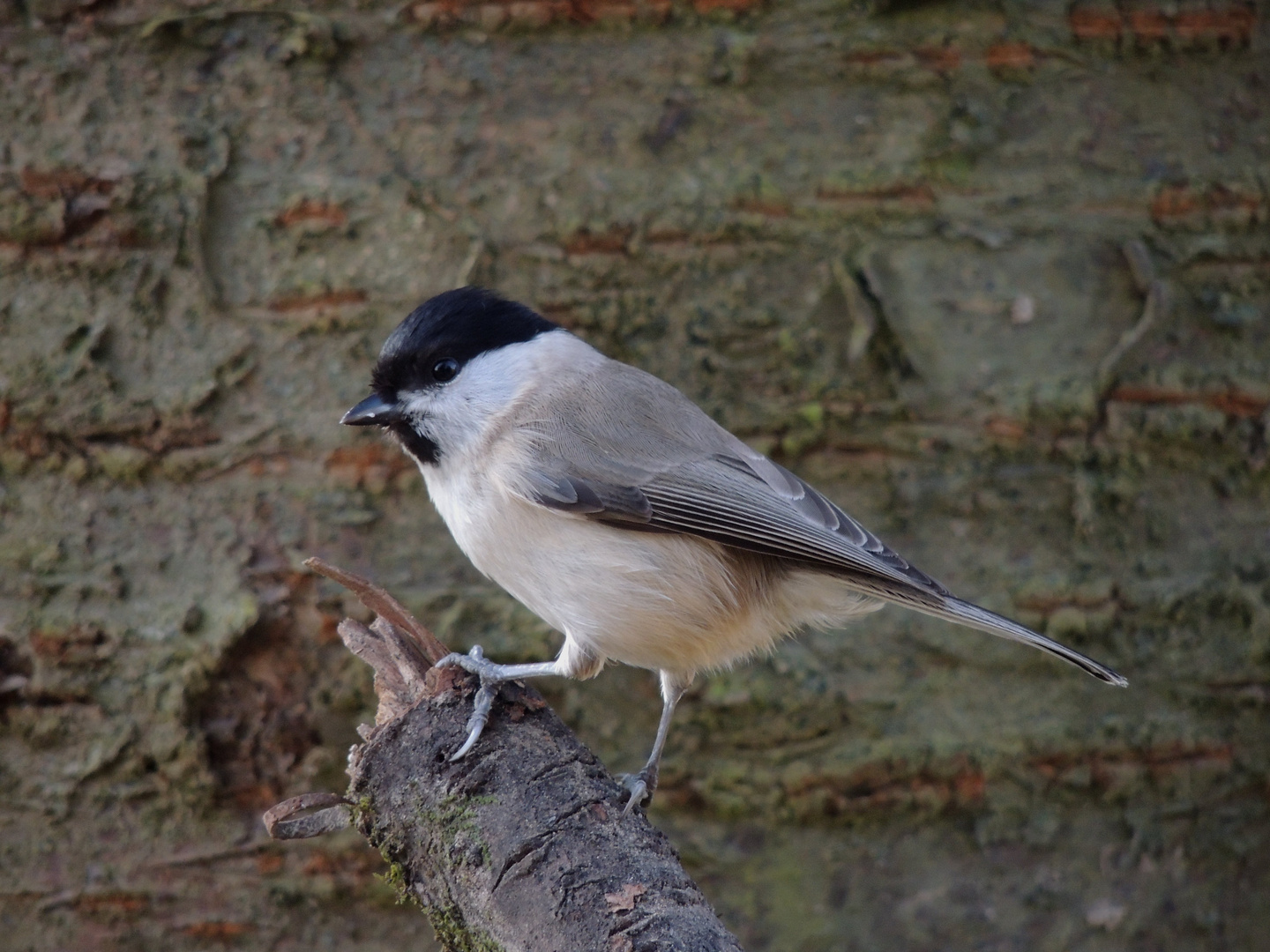 Mésange nonnette