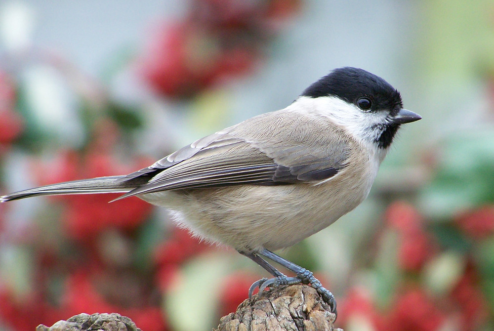 mésange nonnette