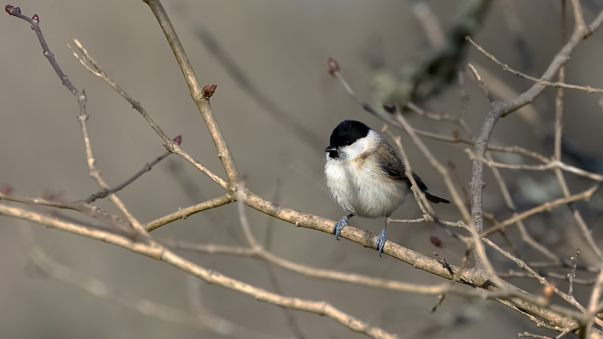 Mésange nonnette