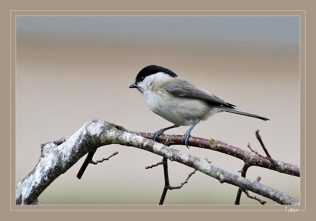 Mésange nonnette